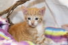 Robin the Orange KItten