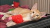 Robin the Orange KItten