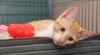 Robin the Orange KItten