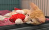Robin the Orange KItten