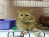 GiGi the Super Loving Declawed Long Haired Beauty