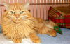 GiGi the Super Loving Declawed Long Haired Beauty