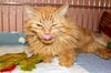 GiGi the Super Loving Declawed Long Haired Beauty