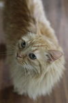 GiGi the Super Loving Declawed Long Haired Beauty