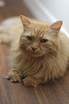 GiGi the Super Loving Declawed Long Haired Beauty