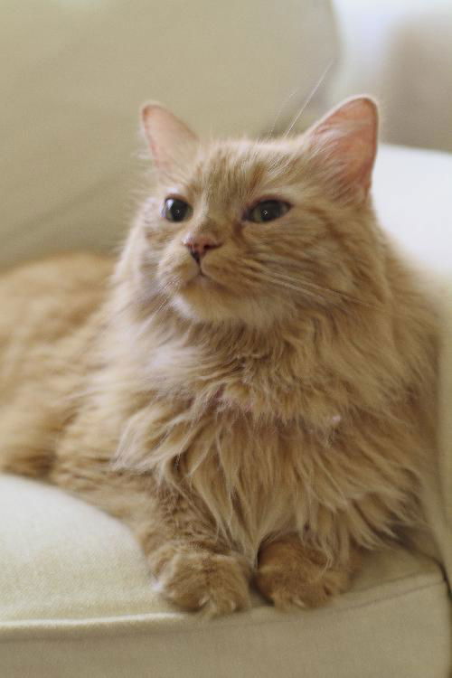 GiGi the Super Loving Declawed Long Haired Beauty