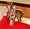 Charlie the Bunny Hop Kitten