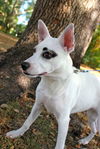 Cherry the JRT Puppy