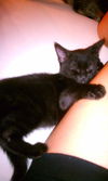 Luna the Kitten