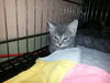 Deena the Kitten