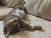 Deena the Kitten