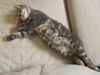 Deena the Kitten
