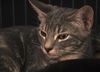 Deena the Kitten