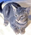Deena the Kitten