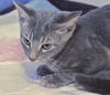 Deena the Kitten