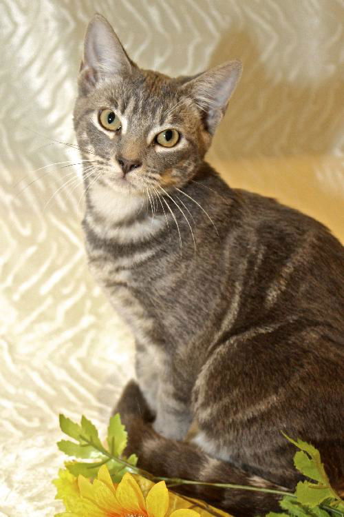 Deena the Kitten