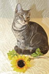 Deena the Kitten