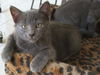 Ana the  Kitten