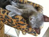 Ana the  Kitten