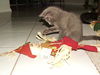 Ana the  Kitten