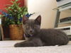 Mia the Kitten