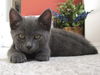 Mia the Kitten