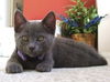 Mia the Kitten