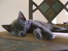 Mia the Kitten