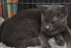 Mia the Kitten