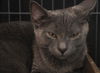 Mia the Kitten