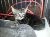 Rex the Kitten