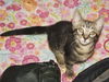 Rex the Kitten