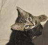 Rex the Kitten