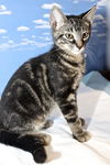Rex the Kitten