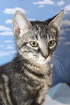 Rex the Kitten