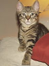 Monk Monk the Kitten