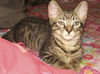 Monk Monk the Kitten