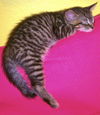 Monk Monk the Kitten