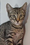 Monk Monk the Kitten
