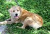 Sandy the Wheaton Terrier Blend