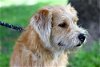 Sandy the Wheaton Terrier Blend