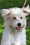 Leon the Big Westie Blend