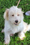 Leon the Big Westie Blend