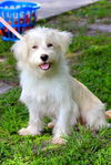 Leon the Big Westie Blend