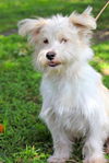 Leon the Big Westie Blend
