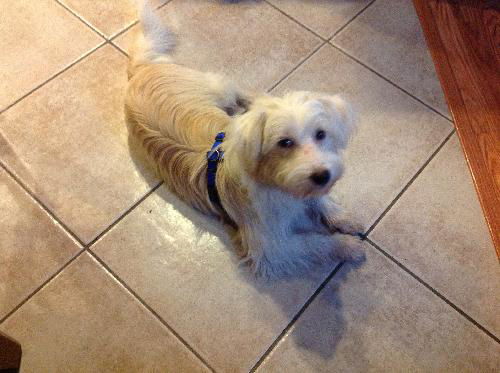 Leon the Big Westie Blend