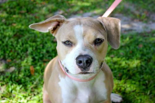 Dora the Adorabull Girl