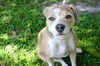 Dora the Adorabull Girl