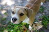 Dora the Adorabull Girl