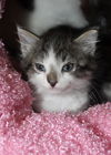 Houston the  Kitten